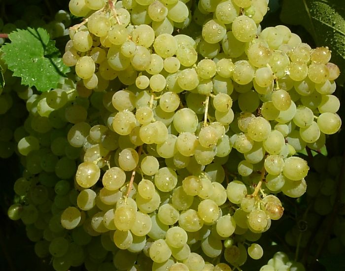 Rusbol-Trauben