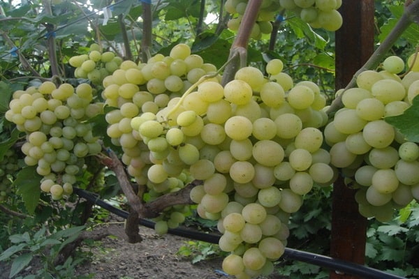 употреба грожђа