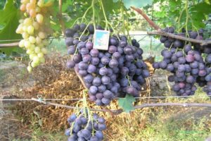 Опис и карактеристике сорте грожђа Страсени, садња и гајење