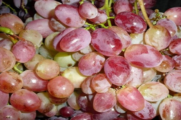 plockad gröda