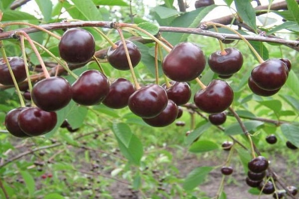 mogna frukter