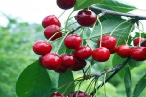 Opis i cechy odmiany wiśni Bystrinka, historia, cechy nasadzeniowe i pielęgnacyjne