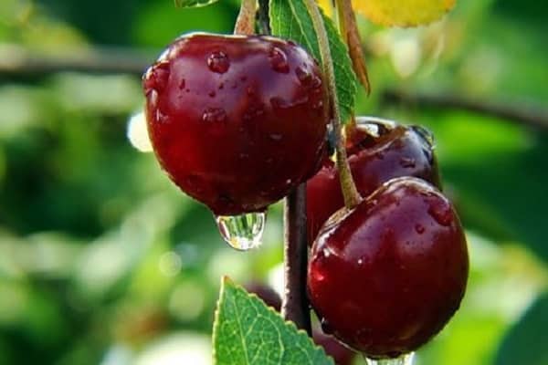 cerezas mojadas