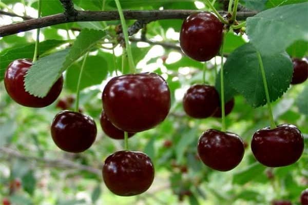 Árbol de frutas