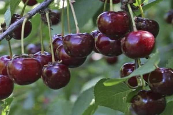 característica de la fruta