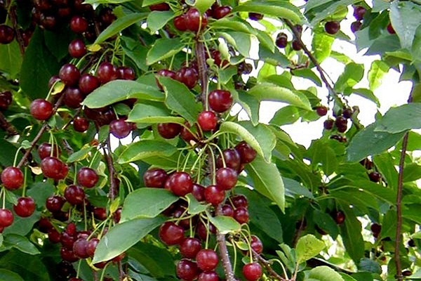 sabor a fruta