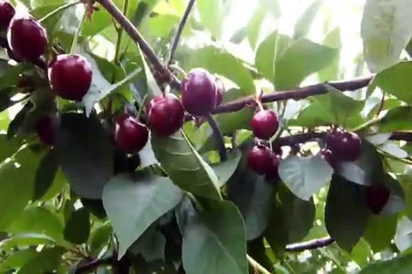 Burgunder Beeren