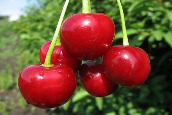 reife Vitamine