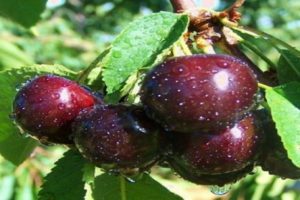 Beschreibung und Eigenschaften der Kent-Kirschsorte, Vor- und Nachteile, Anbau