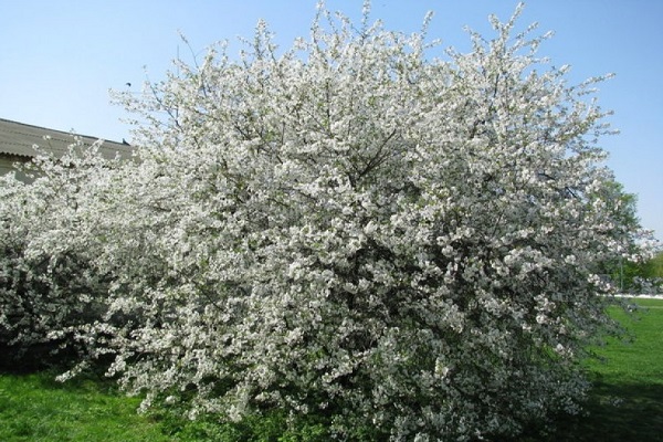 Blühender Baum
