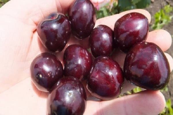 Beeren in der Hand