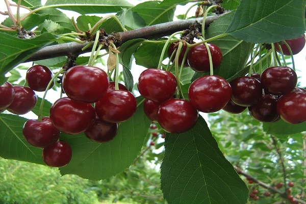 rote Beeren