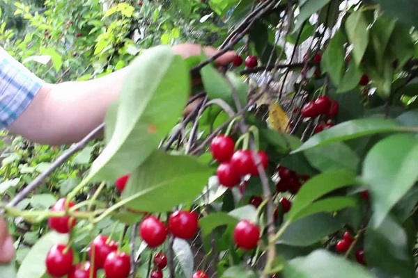 Kirschpflege