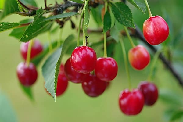 trägt erfolgreich Früchte