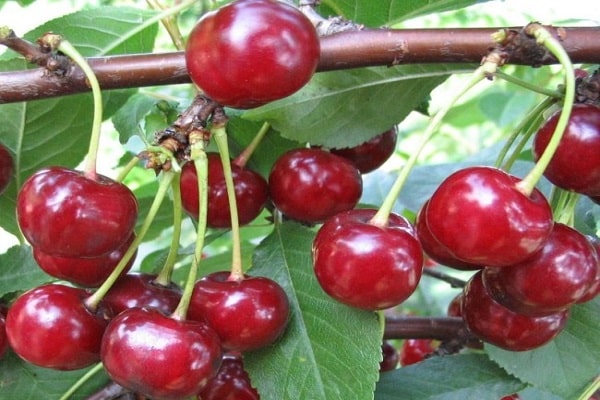 Obstbaum