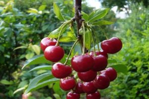 Vyšnių veislės „Vechernyaya Zarya“ aprašymas ir ypatybės, istorija ir auginimo taisyklės