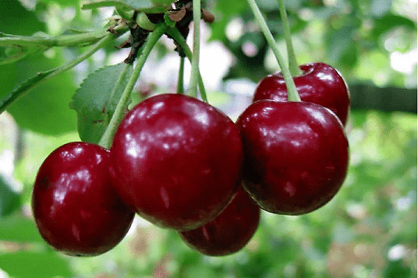 variedade de cereja