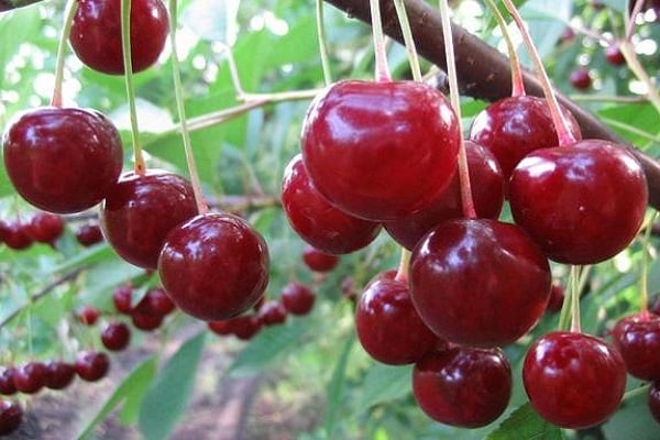 frutas grandes