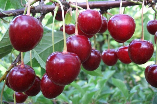frutas deliciosas