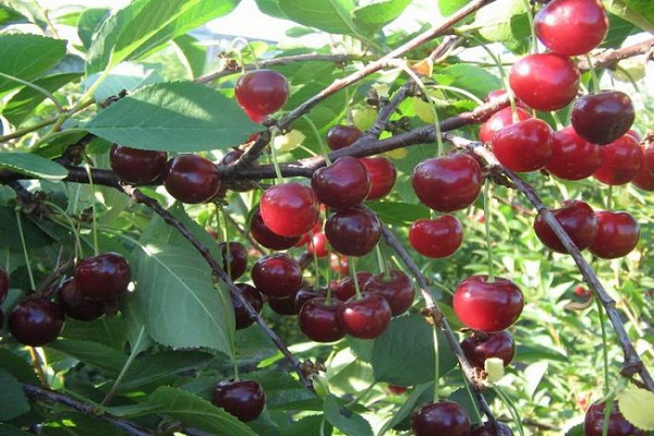 formación de frutos