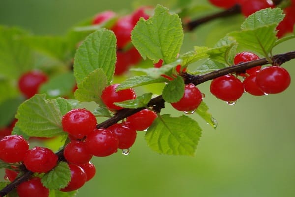 small fruit