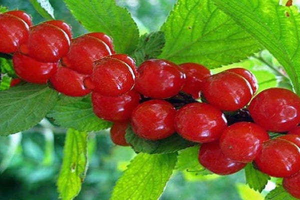 red berries