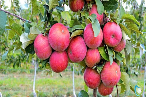 bunch of fruits
