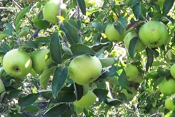 juicy pulp