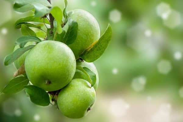 ripe apple trees