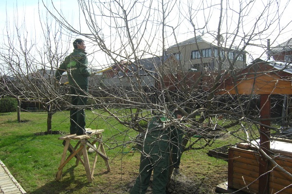 winter hardiness of trees