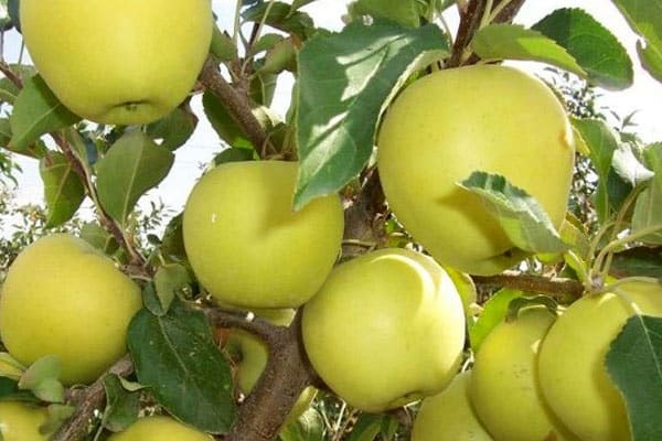 fruit tree