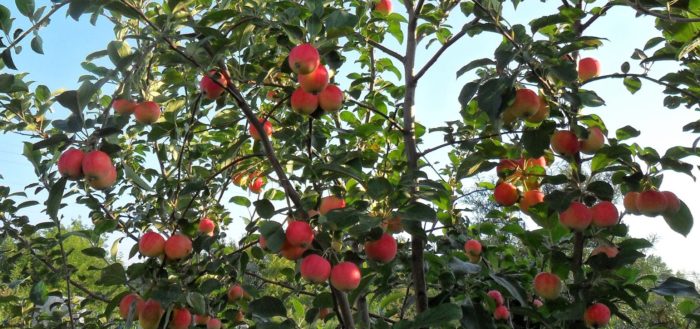 Apfelbaum