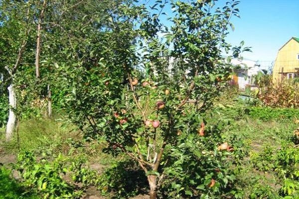 young tree