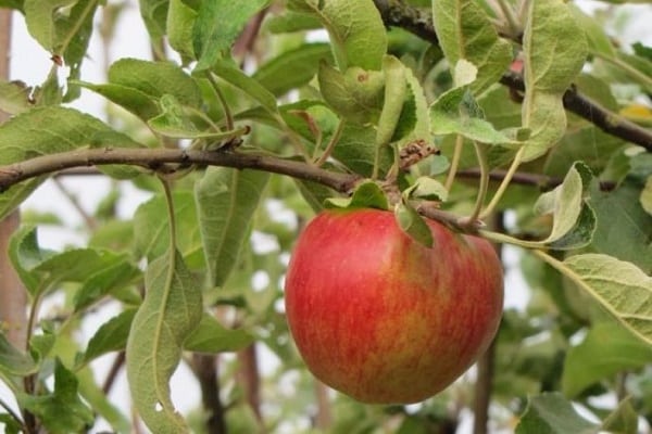 lonely fruit