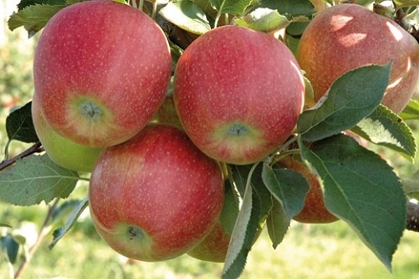 ripe fruit