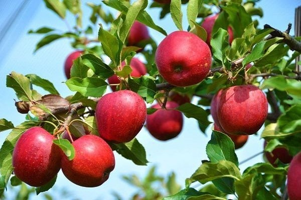 first fruits