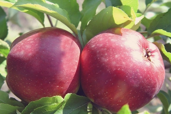 apples in the shade