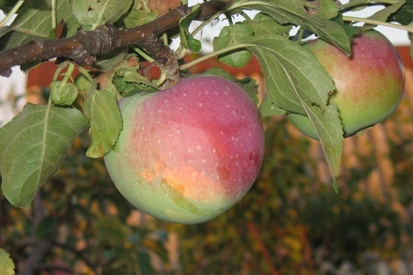 the fruit turns red