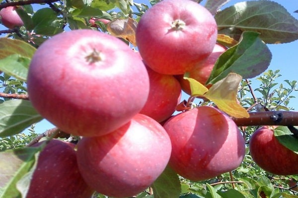 fruit application