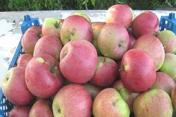 Apples in a box