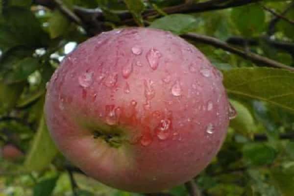 types of apple trees