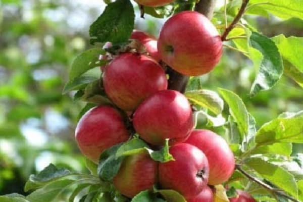 fruit description
