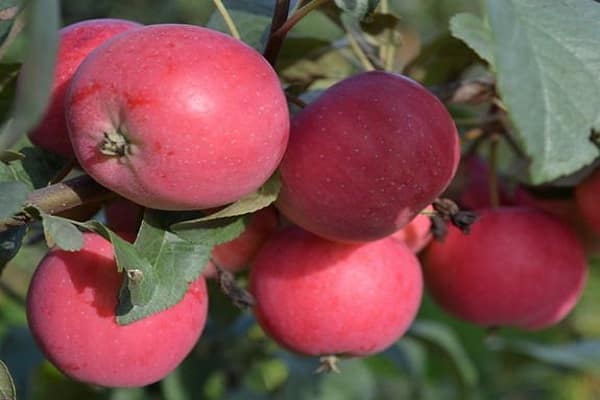 cachos de frutas