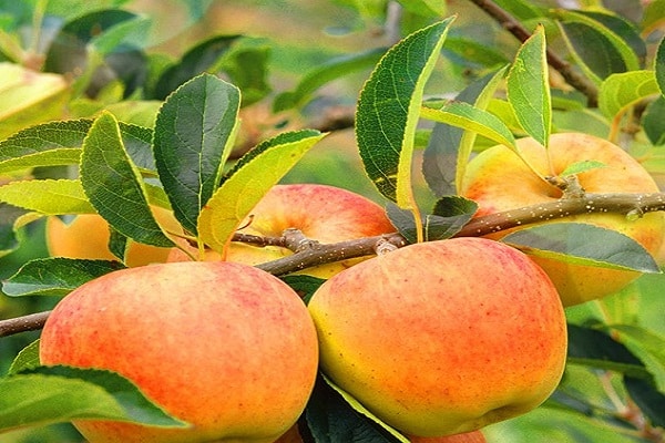 a fruta está amadurecendo
