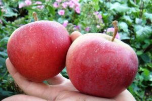 Опис и карактеристике сорте јабуке Добре вести, садња и узгој