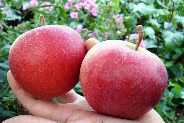 frutas nas mãos