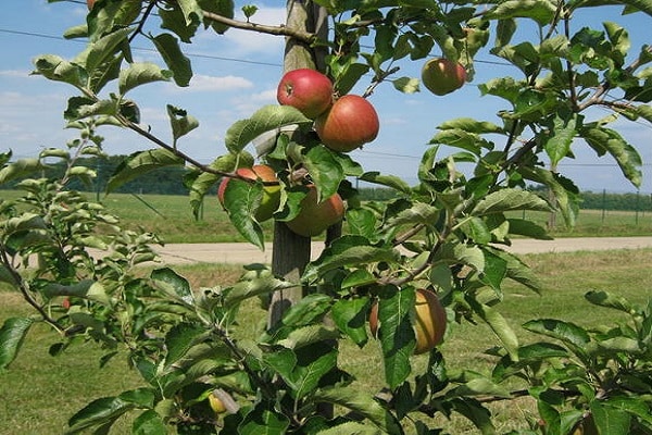 produto final