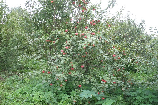 jardins de verão