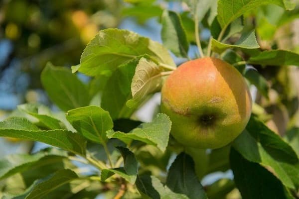 qualities of fruits