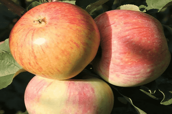 apple tree paper